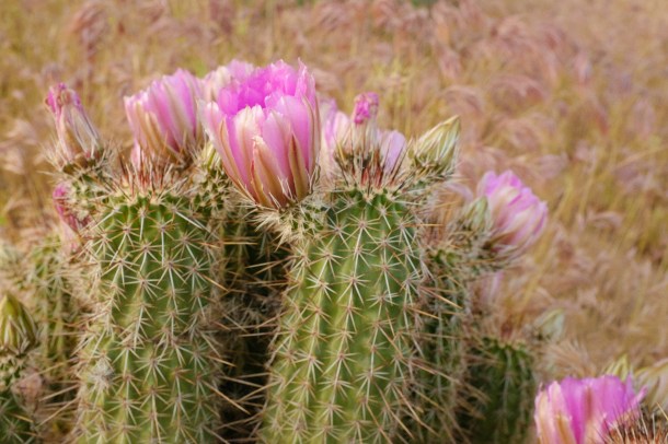 040715 Colorado AZT-105