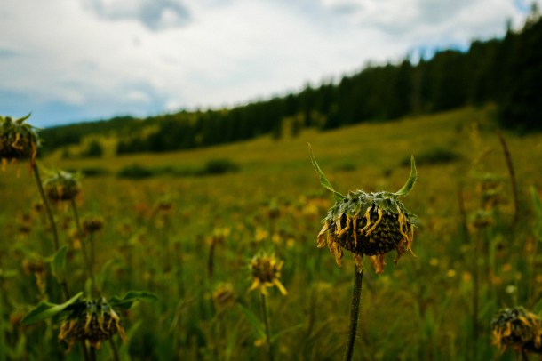 150831_Sharkin_HR-12