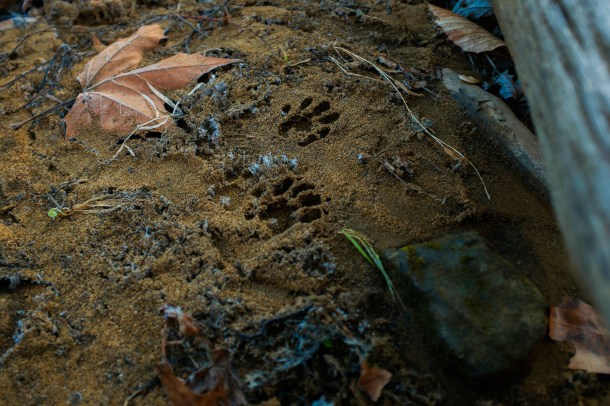 151208_Laurel GAP Trail_HR-34