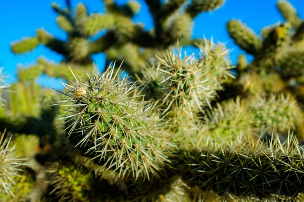 160107_Highway 5 Coco_HR-44