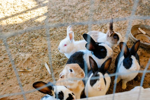 160115_BLA-Guerro_HR-36