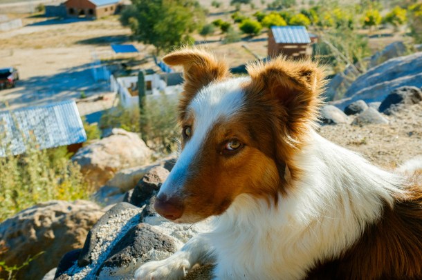 160115_BLA-Guerro_HR-42